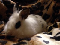 /album/lowenkopfkaninchen/img-20151114-wa0014-1-jpg/